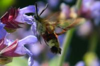 Hemaris fuciformis
