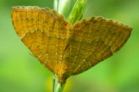 Camptogramma bilineata