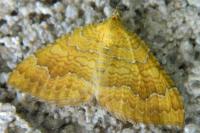 Camptogramma bilineata