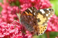 Vanessa cardui
