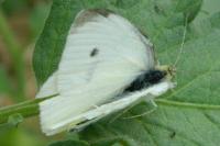 Pieris rapae