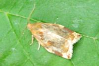 Archips xylosteana