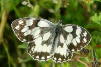 Melanargia galathea