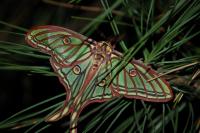 Graellsia isabellae