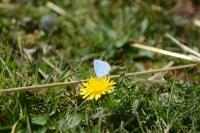 Celastrina argiolus
