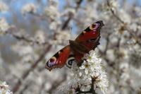 Aglais io