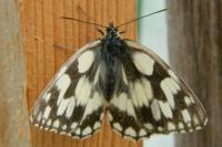 Melanargia galathea