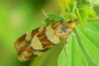 Aethes tesserana