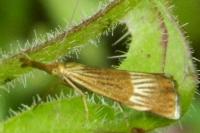Chrysocramboides craterellus