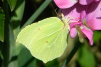 Gonepteryx rhamni