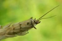 Homoeosoma sinuella