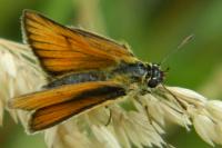 Thymelicus lineola