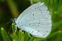 Celastrina argiolus
