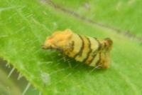 Aethes tesserana
