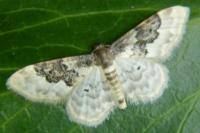 Idaea rusticata