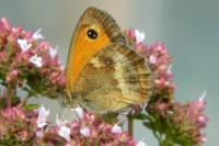 Pyronia tithonus