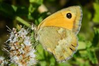 Pyronia tithonus