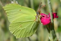 Gonepteryx rhamni
