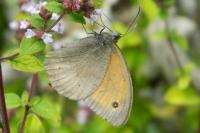 Maniola jurtina