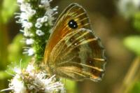 Pyronia tithonus