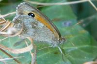 Pyronia tithonus
