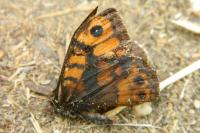 Lasiommata megera