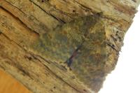Catocala nupta