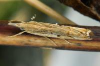 Agriphila geniculea