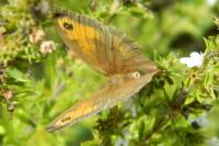 Maniola jurtina