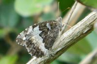 Brintesia circe