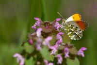 Anthocharis cardamines