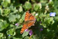 Polygonia c-album