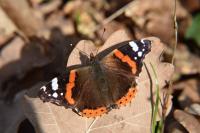 Vanessa atalanta