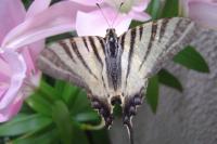 Iphiclides podalirius