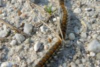 Thaumetopoea pityocampa