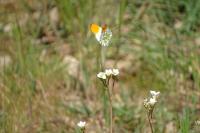 Anthocharis cardamines