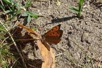 Lycaena phlaeas