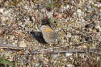 Coenonympha pamphilus