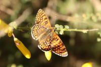 Melitaea cinxia