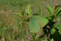 Callophrys rubi
