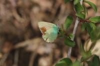 Callophrys rubi
