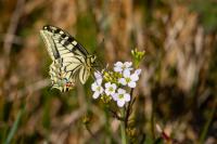 Papilio machaon