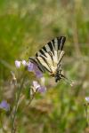 Iphiclides podalirius