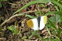 Anthocharis cardamines