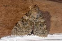 Catocala elocata