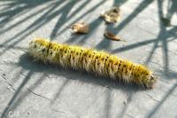 Lasiocampa trifolii