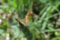 Carterocephalus palaemon