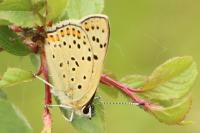 Lycaena tityrus
