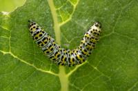 Cucullia verbasci