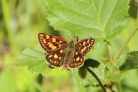 Carterocephalus palaemon